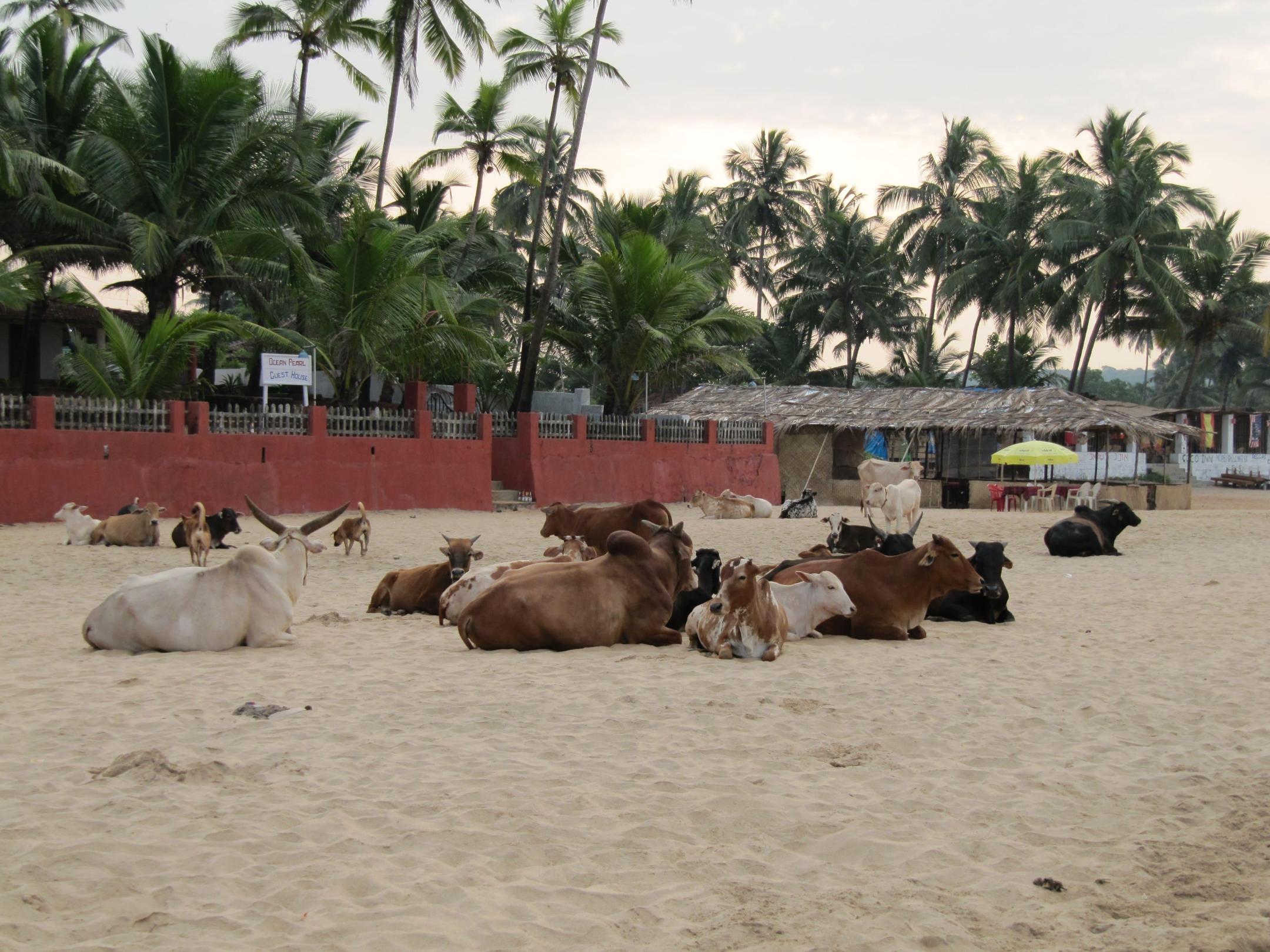 Günstige Hotels auf Goa